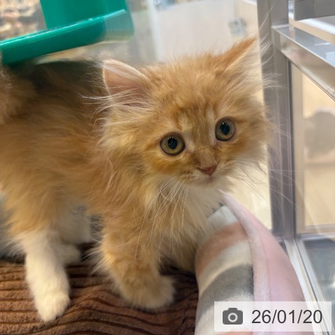 京都府のラガマフィン (ペットプラス イオンモールKYOTO店/2025年10月28日生まれ/男の子/レッドタビー)の子猫の4枚目の画像