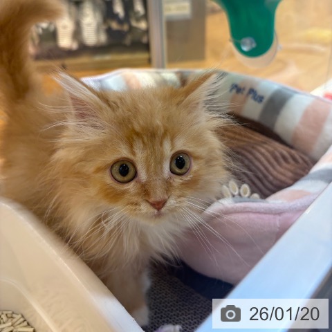 京都府のラガマフィン (ペットプラス イオンモールKYOTO店/2025年10月28日生まれ/男の子/レッドタビー)の子猫の3枚目の画像
