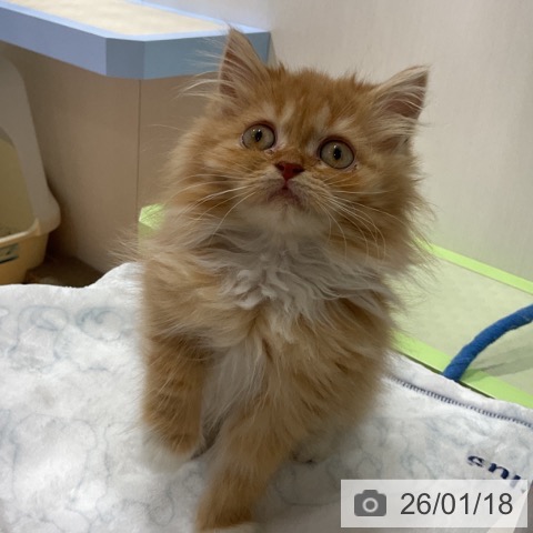 奈良県のラガマフィン (ペットプラス 大和郡山店/2025年10月28日生まれ/女の子/レッドタビーホワイト)の子猫の4枚目の画像