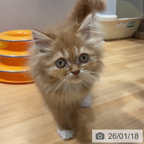 奈良県のラガマフィン (ペットプラス 大和郡山店/2025年10月28日生まれ/女の子/レッドタビーホワイト)の子猫の3枚目の画像