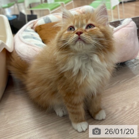 大阪府のラガマフィン (ペットプラス 大阪ドームシティ店/2025年10月28日生まれ/女の子/レッドタビーホワイト)の子猫の3枚目の画像