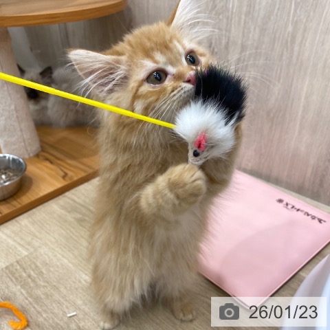 大阪府のラガマフィン (ペットプラス イオン大日店/2025年10月28日生まれ/女の子/レッドタビー)の子猫の4枚目の画像