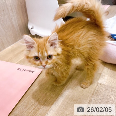 大阪府のラガマフィン (ペットプラス イオン大日店/2025年10月28日生まれ/女の子/レッドタビー)の子猫の4枚目の画像