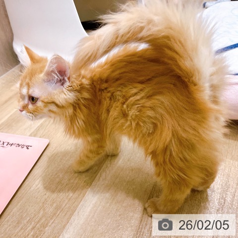 大阪府のラガマフィン (ペットプラス イオン大日店/2025年10月28日生まれ/女の子/レッドタビー)の子猫の3枚目の画像