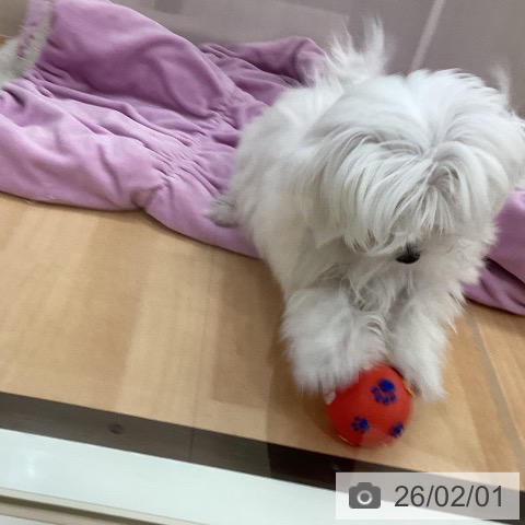 マルチーズの写真