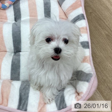 新潟県のマルチーズ (ペットプラス 新潟南店/2025年10月21日生まれ/女の子/ホワイト)の子犬の3枚目の画像