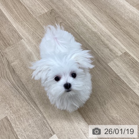新潟県のマルチーズ (ペットプラス 新潟南店/2025年10月21日生まれ/女の子/ホワイト)の子犬の4枚目の画像