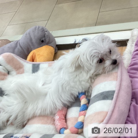 新潟県のマルチーズ (ペットプラス 新潟青山店/2025年10月21日生まれ/女の子/ホワイト)の子犬の3枚目の画像