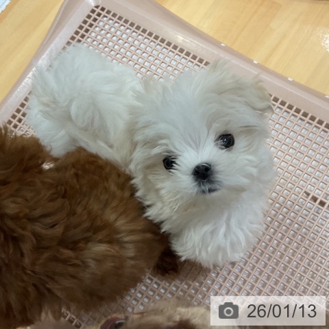 奈良県のマルチーズ (ペットプラス 大和郡山店/2025年11月9日生まれ/男の子/ホワイト)の子犬の4枚目の画像