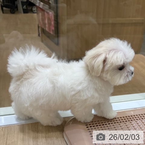 大阪府のマルチーズ (ペットプラス 堺北花田店/2025年11月9日生まれ/男の子/ホワイト)の子犬の4枚目の画像