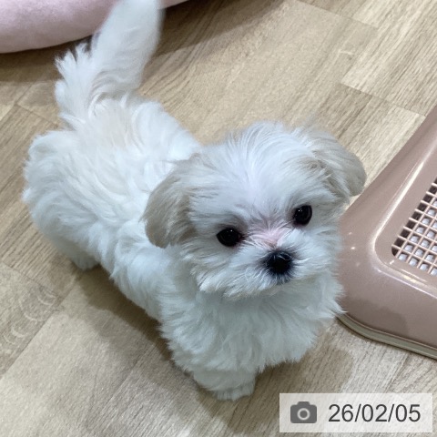 大阪府のマルチーズ (ペットプラス 堺北花田店/2025年11月9日生まれ/男の子/ホワイト)の子犬の4枚目の画像
