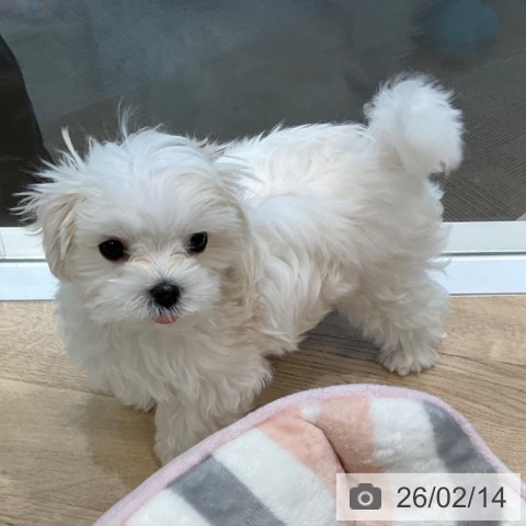 大阪府のマルチーズ (ペットプラス 堺北花田店/2025年11月9日生まれ/男の子/ホワイト)の子犬の4枚目の画像