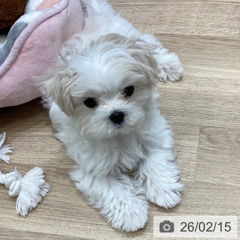 大阪府のマルチーズ (ペットプラス 堺北花田店/2025年11月9日生まれ/男の子/ホワイト)の子犬の4枚目の画像
