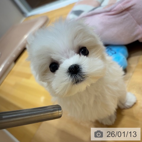 奈良県のマルチーズ (ペットプラス 大和郡山店/2025年11月9日生まれ/男の子/ホワイト)の子犬の3枚目の画像