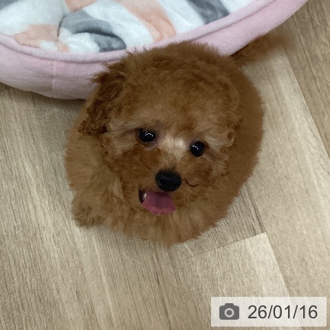 新潟県のトイプードル(トイ) (ペットプラス 新潟南店/2025年11月11日生まれ/女の子/アプリコット)の子犬の3枚目の画像