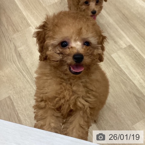 新潟県のトイプードル(トイ) (ペットプラス 新潟南店/2025年11月11日生まれ/女の子/アプリコット)の子犬の4枚目の画像