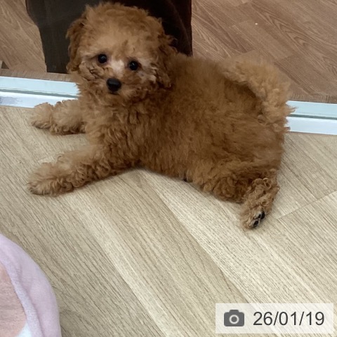 新潟県のトイプードル(トイ) (ペットプラス 新潟南店/2025年11月11日生まれ/女の子/アプリコット)の子犬の3枚目の画像