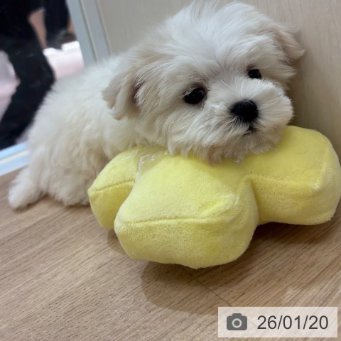 大阪府のマルチーズ (ペットプラス 大阪ドームシティ店/2025年11月12日生まれ/男の子/ホワイト)の子犬の4枚目の画像