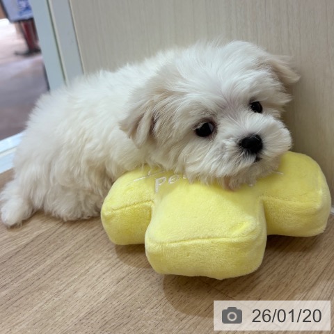 大阪府のマルチーズ (ペットプラス 大阪ドームシティ店/2025年11月12日生まれ/男の子/ホワイト)の子犬の3枚目の画像