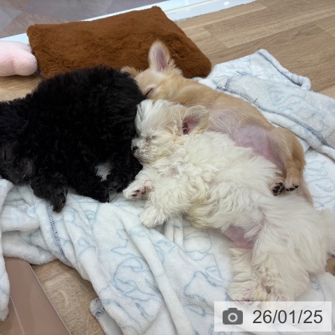 大阪府のマルチーズ (ペットプラス 大阪ドームシティ店/2025年11月12日生まれ/男の子/ホワイト)の子犬の4枚目の画像