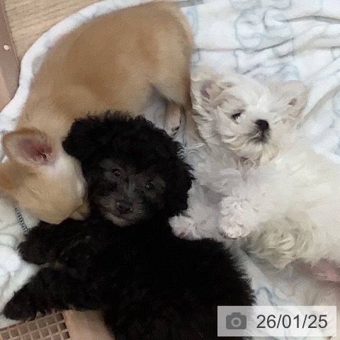 大阪府のマルチーズ (ペットプラス 大阪ドームシティ店/2025年11月12日生まれ/男の子/ホワイト)の子犬の3枚目の画像