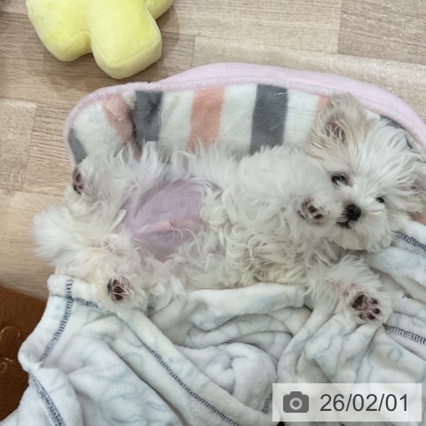 大阪府のマルチーズ (ペットプラス 大阪ドームシティ店/2025年11月12日生まれ/男の子/ホワイト)の子犬の4枚目の画像
