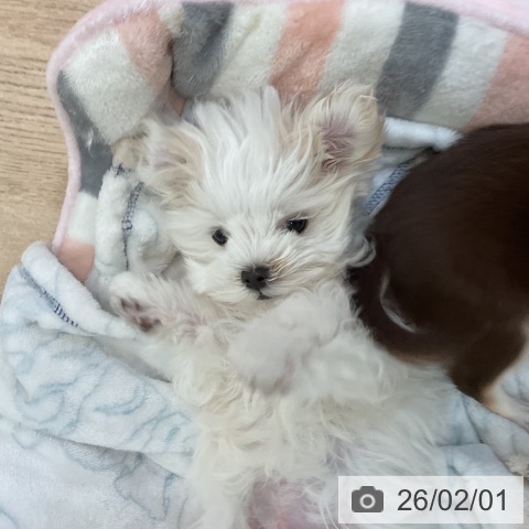 大阪府のマルチーズ (ペットプラス 大阪ドームシティ店/2025年11月12日生まれ/男の子/ホワイト)の子犬の3枚目の画像