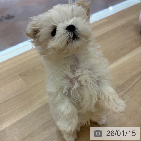 大阪府のマルチーズ (ペットプラス 大阪ドームシティ店/2025年11月12日生まれ/男の子/ホワイト)の子犬の4枚目の画像