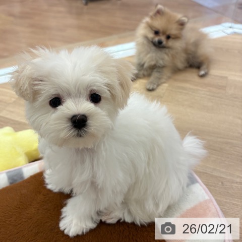 和歌山県のマルチーズ (ペットプラス 和歌山店/2025年11月12日生まれ/男の子/ホワイト)の子犬の3枚目の画像