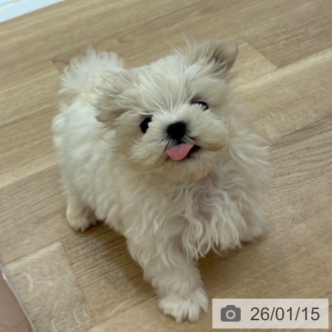 大阪府のマルチーズ (ペットプラス 大阪ドームシティ店/2025年11月12日生まれ/男の子/ホワイト)の子犬の3枚目の画像