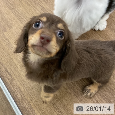 千葉県のカニンヘンダックスフンド(ロング) (ペッツワン 千葉ニュータウン店/2025年10月27日生まれ/男の子/チョコレートタン)の子犬の3枚目の画像