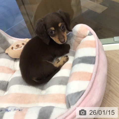 千葉県のカニンヘンダックスフンド(ロング) (ペットプラス 幕張新都心店/2025年10月27日生まれ/女の子/チョコレートタン)の子犬の3枚目の画像