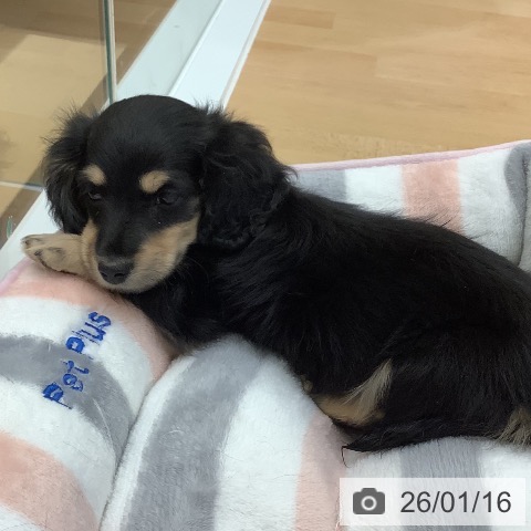 長野県のカニンヘンダックスフンド(ロング) (ペットプラス 松本店/2025年11月12日生まれ/女の子/ブラックタン)の子犬の4枚目の画像