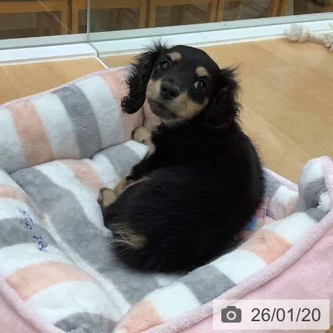 長野県のカニンヘンダックスフンド(ロング) (ペットプラス 松本店/2025年11月12日生まれ/女の子/ブラックタン)の子犬の3枚目の画像