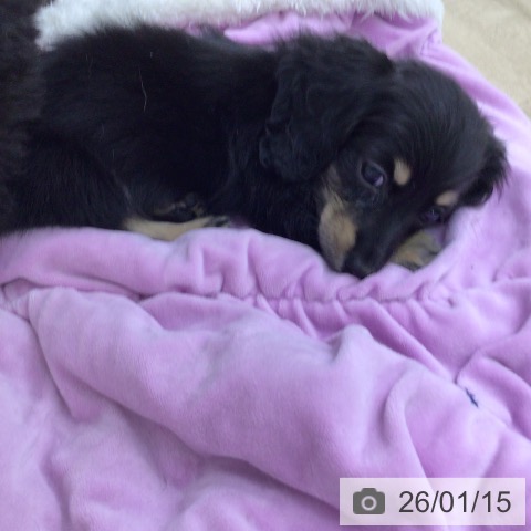 福島県のカニンヘンダックスフンド(ロング) (ペットプラス 福島店/2025年11月12日生まれ/女の子/ブラックタン)の子犬の4枚目の画像