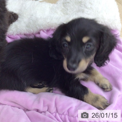 福島県のカニンヘンダックスフンド(ロング) (ペットプラス 福島店/2025年11月12日生まれ/女の子/ブラックタン)の子犬の3枚目の画像