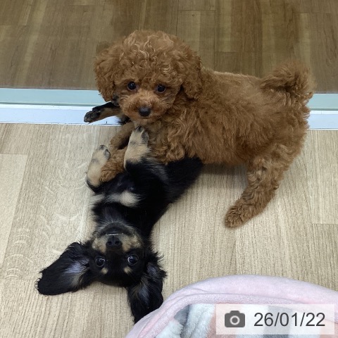 福島県のカニンヘンダックスフンド(ロング) (ペットプラス 福島店/2025年11月12日生まれ/女の子/ブラックタン)の子犬の4枚目の画像