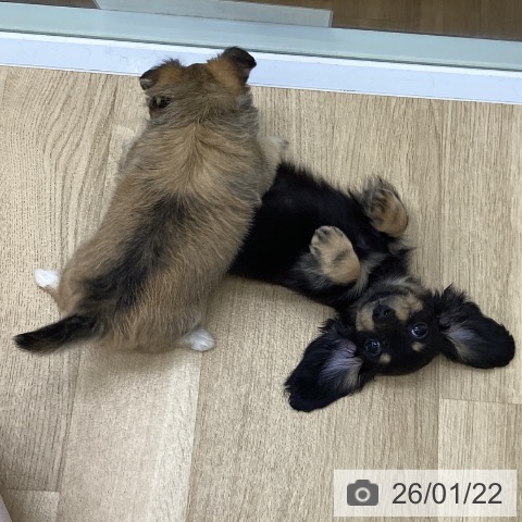 福島県のカニンヘンダックスフンド(ロング) (ペットプラス 福島店/2025年11月12日生まれ/女の子/ブラックタン)の子犬の3枚目の画像