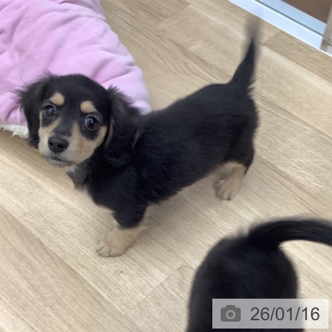 大阪府のミニチュアダックスフンド(ロング) (ペットプラス りんくう泉南店/2025年11月10日生まれ/男の子/ブラックタン)の子犬の3枚目の画像