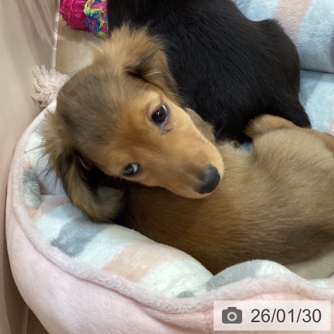 ミニチュア・ダックスフンドの写真