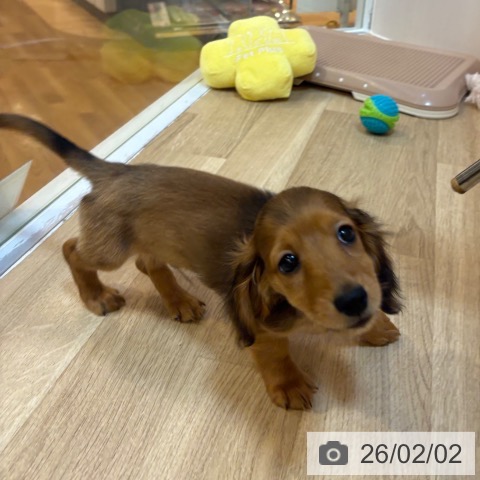 ミニチュア・ダックスフンドの写真