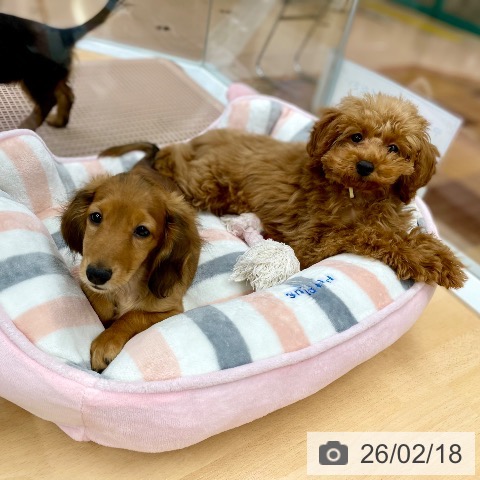 ミニチュア・ダックスフンドの写真