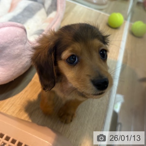 京都府のミニチュアダックスフンド(ロング) (ペットプラス イオンモールKYOTO店/2025年11月10日生まれ/男の子/レッド)の子犬の4枚目の画像