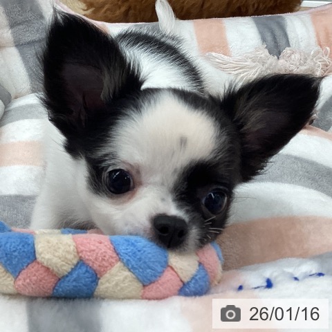 新潟県のチワワ(ロング) (ペットプラス 新潟南店/2025年11月5日生まれ/女の子/ホワイトブラックタン)の子犬の4枚目の画像