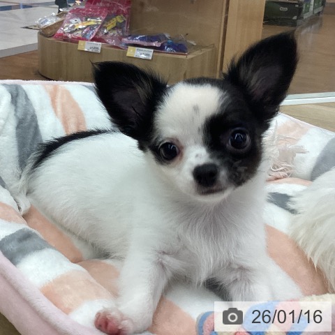 新潟県のチワワ(ロング) (ペットプラス 新潟南店/2025年11月5日生まれ/女の子/ホワイトブラックタン)の子犬の3枚目の画像