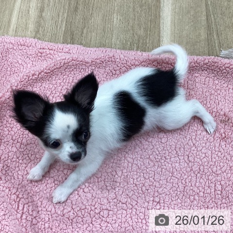 新潟県のチワワ(ロング) (ペットプラス 新潟南店/2025年11月5日生まれ/女の子/ホワイトブラックタン)の子犬の4枚目の画像