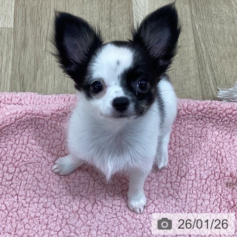 新潟県のチワワ(ロング) (ペットプラス 新潟南店/2025年11月5日生まれ/女の子/ホワイトブラックタン)の子犬の3枚目の画像