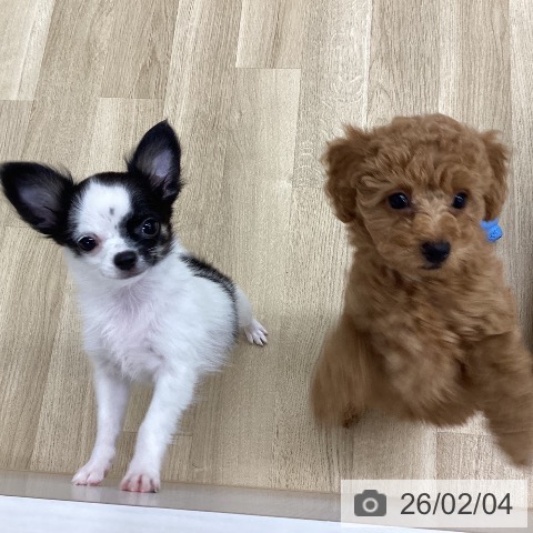 新潟県のチワワ(ロング) (ペットプラス 新潟南店/2025年11月5日生まれ/女の子/ホワイトブラックタン)の子犬の3枚目の画像