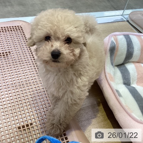 兵庫県のトイプードル(トイ) (ペットプラス 明石店/2025年11月11日生まれ/男の子/クリーム)の子犬の3枚目の画像