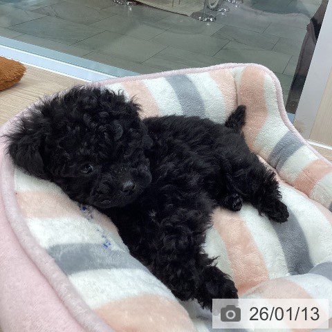 大阪府のトイプードル(トイ) (ペットプラス ららぽーと和泉店/2025年11月11日生まれ/男の子/ブラック)の子犬の4枚目の画像